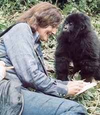 Фосси Дайан (1932-1985) - американский приматолог.